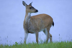 Deer on San Juan Island