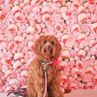 The Pink Peonies @txrosie