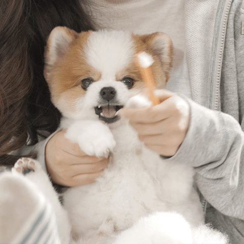 討厭刷牙的狗狗