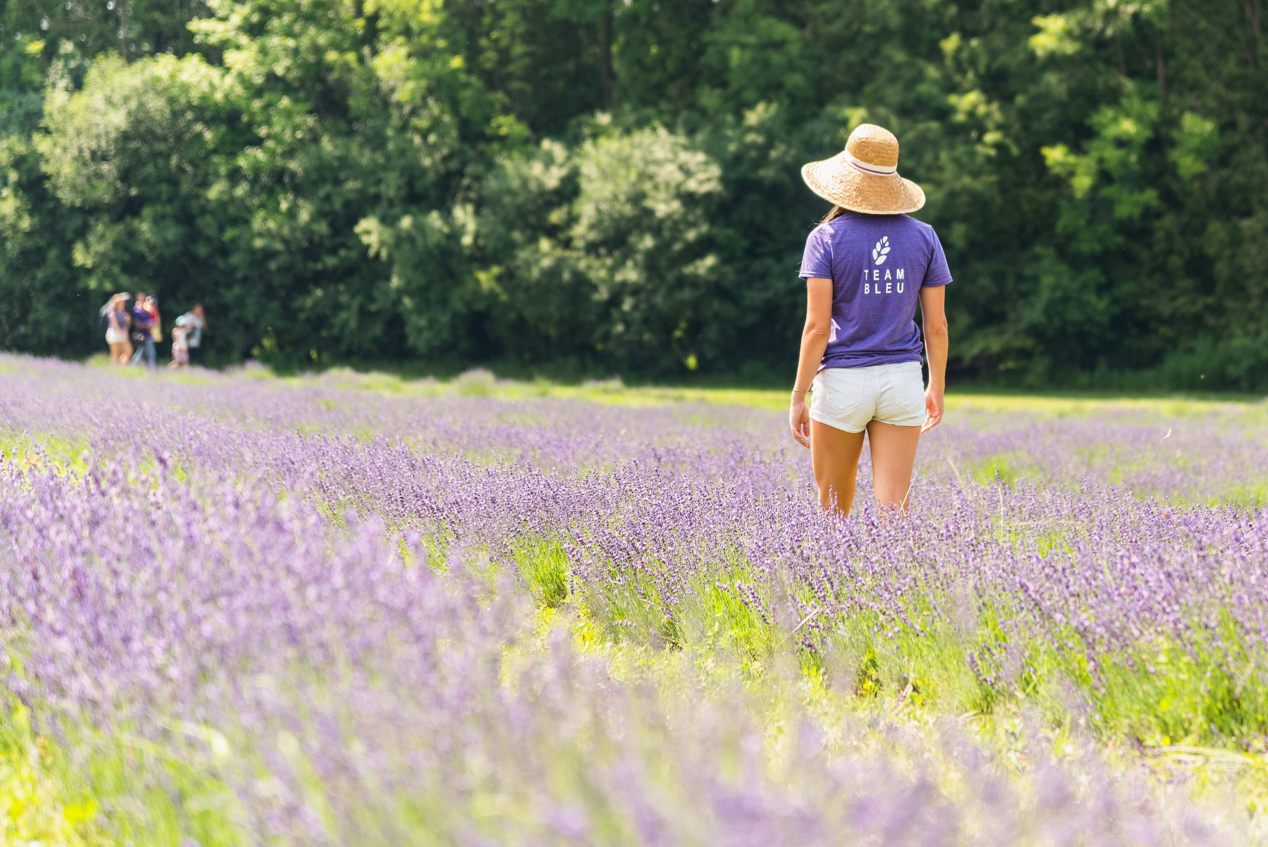 A Terre Bleu worker walking amongst the lavender blooms. 