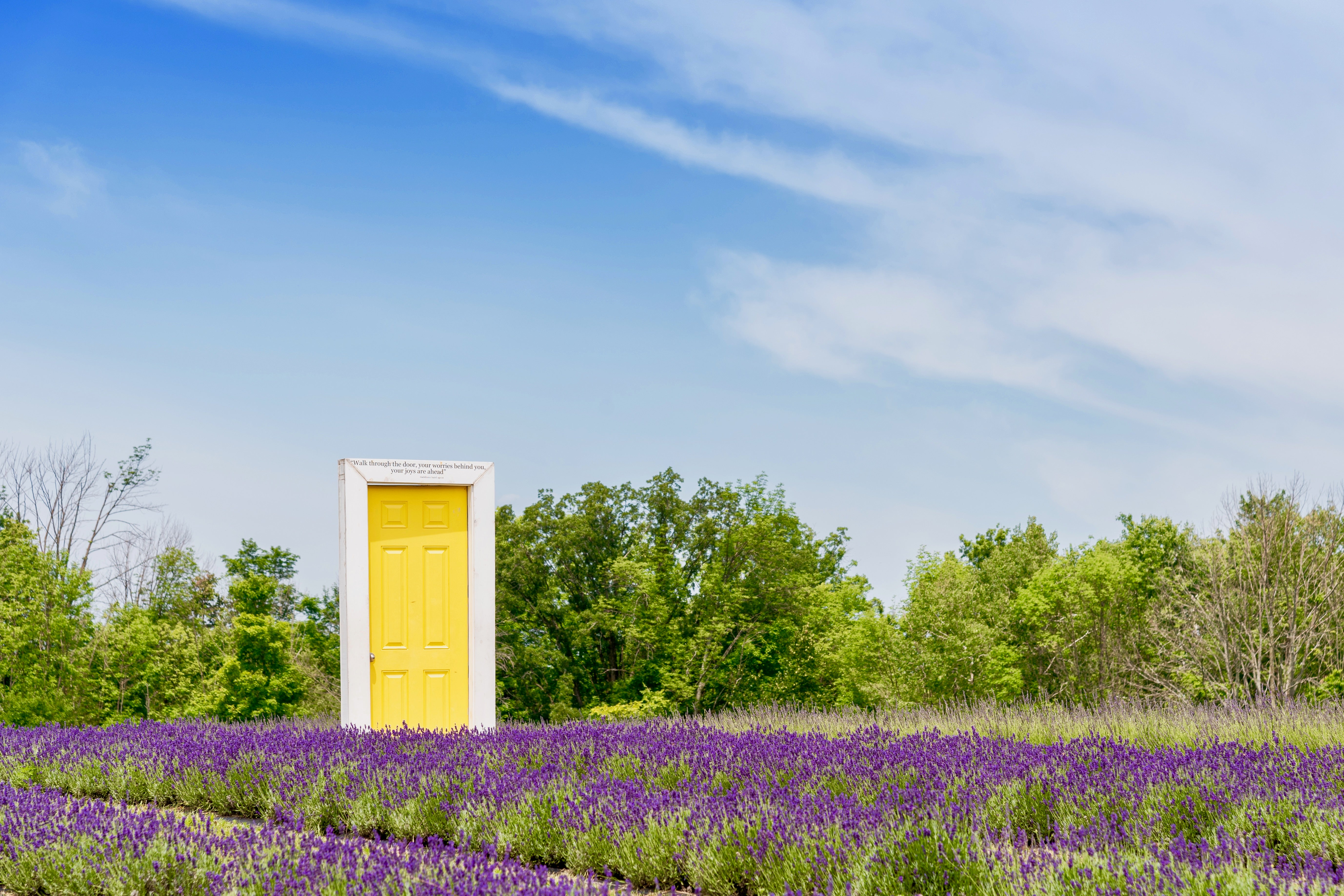 The Instagram famous yellow door in the heart of the lavender fields at Terre Bleu.