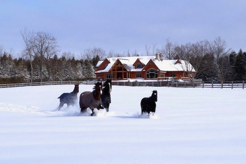 Horses roam the grounds of Terre Bleu in winter. 
