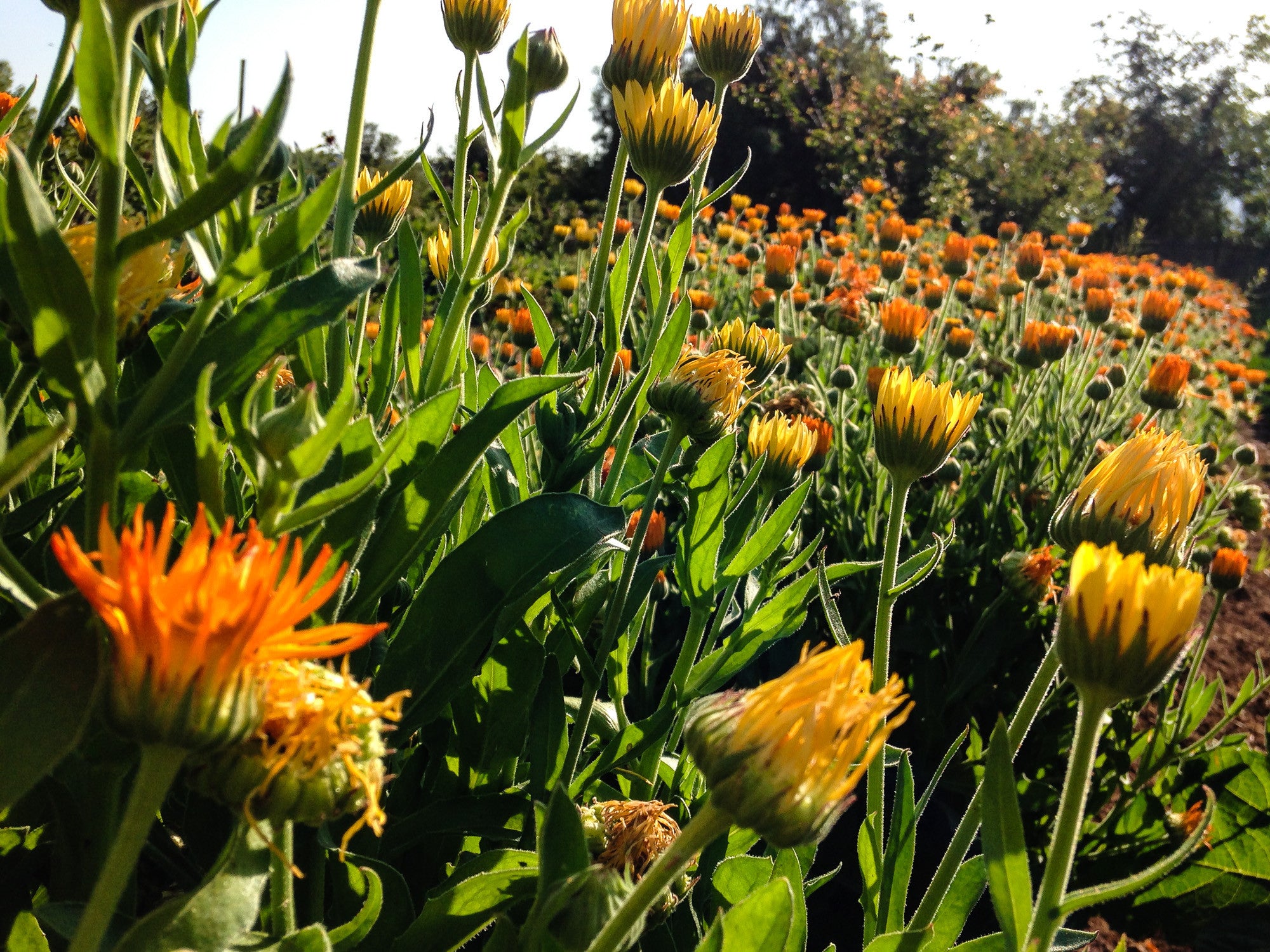 Sherbet Calendula Flower Seeds The Plant Good Seed Company