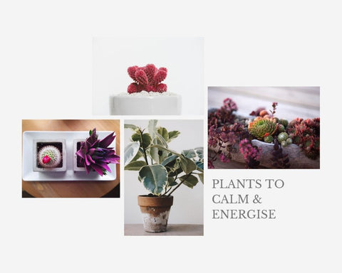 Plants to colour your home with purpose 