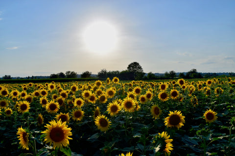 Vocco Sunflowers, Mediterraneo Collection