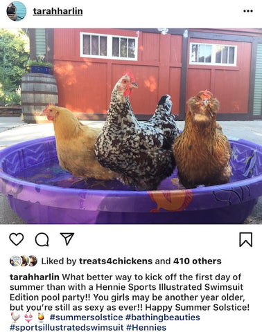 @tarahharlin IG chicken pet parents Chicken Moms & Dads of Instagram