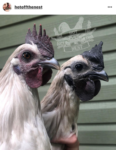 IG chicken pet parents Chicken Moms & Dads of Instagram