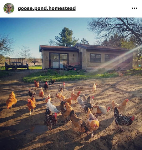 @goose.pond.homestead