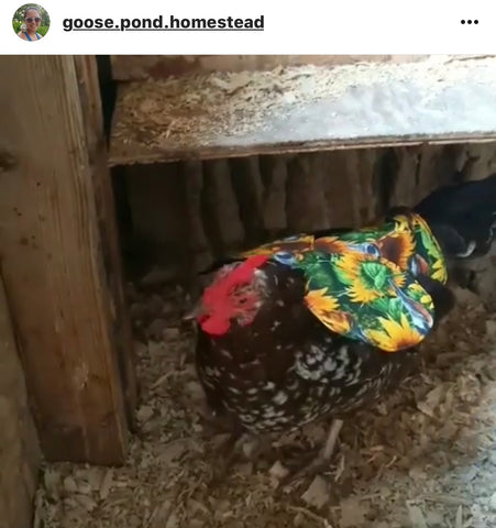 @goose.pond.homestead IG chicken pet parents Chicken Moms & Dads of Instagram
