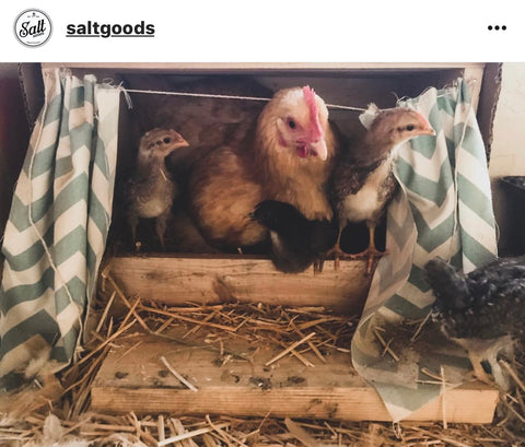 @saltgoods IG chicken pet parents Chicken Moms & Dads of Instagram