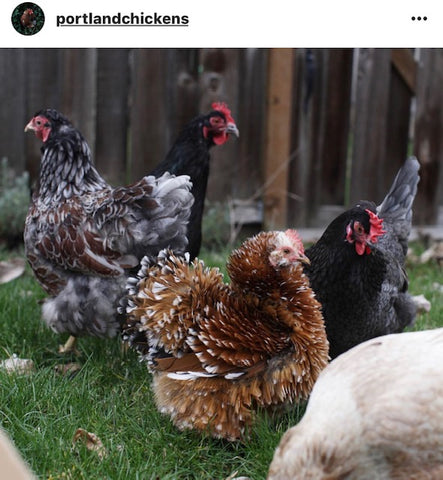 @portlandchickens IG chicken pet parents Chicken Moms & Dads of Instagram