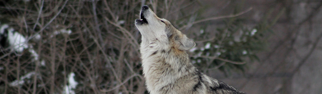 Jagen-in-Kanada-heulender-Wolf-Wolfgangs