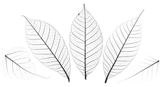 How to make skeleton leaves for electroforming | Electroform Skeleton Leaf