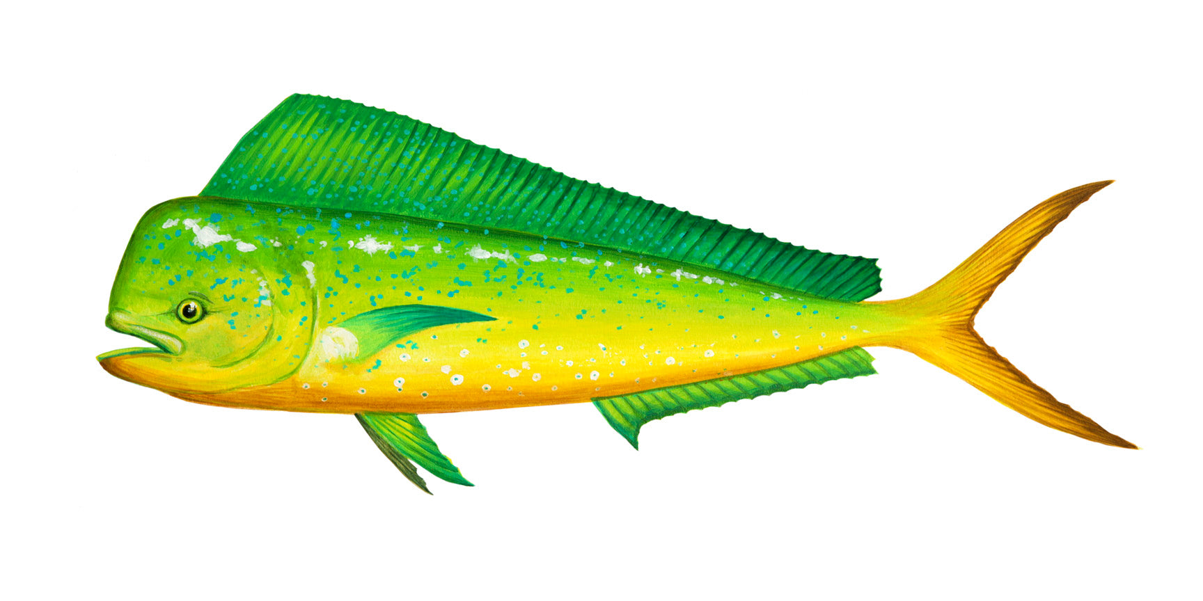 Mahi Mahi Portait - Crittenden Studio