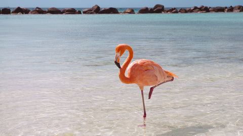 Un flamant rose sur une patte dans l'eau sur une plage paradisiaque