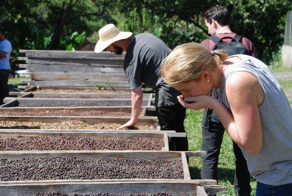 Selecting Cascara in Panama