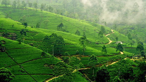 Ceylon tea