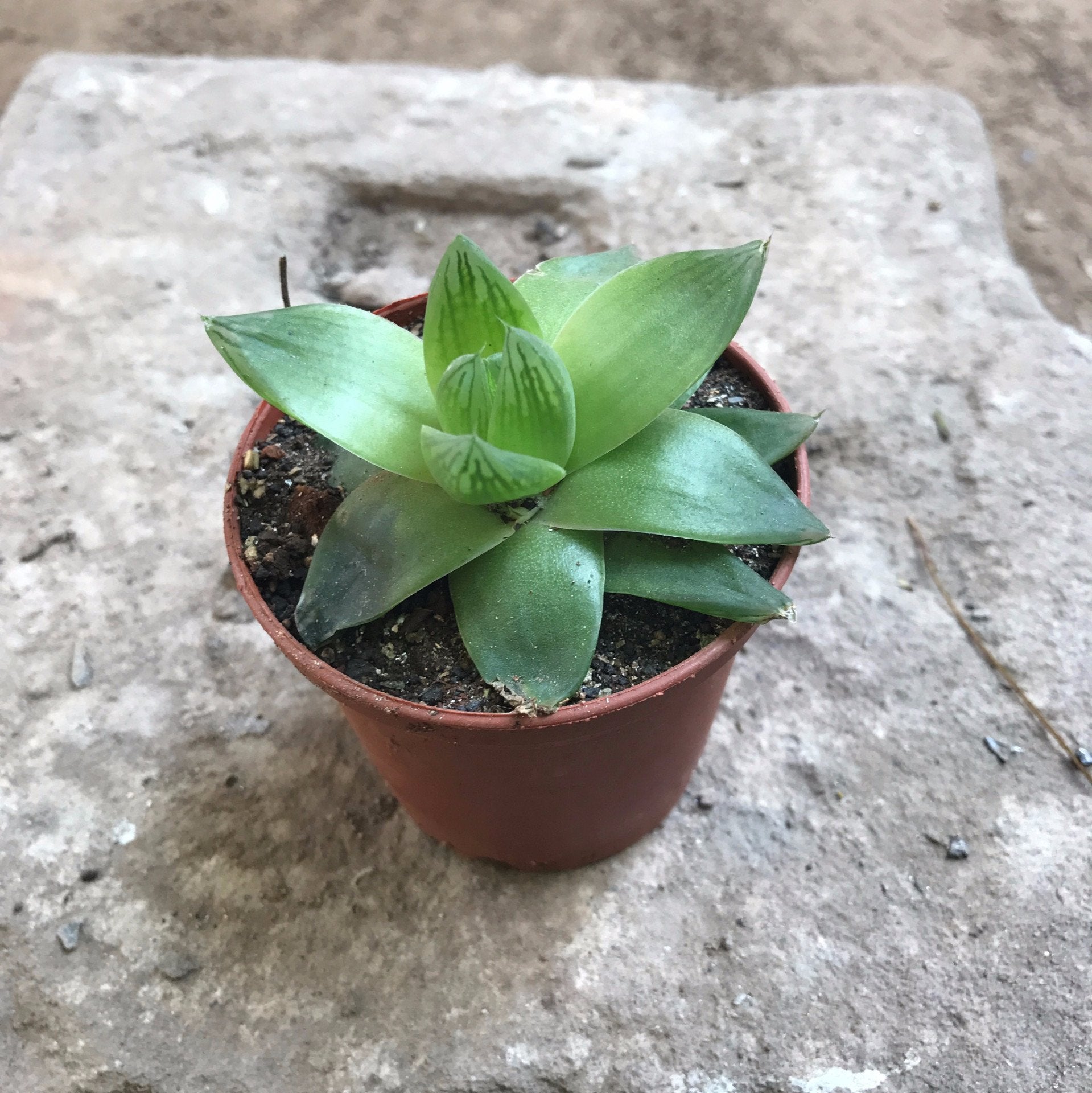 Assorted Set of 4 Hardy Indoor Succulent Plants - myBageecha