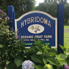 organic blueberry farm