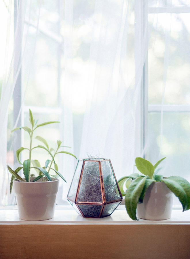 plants, houseplants, windowsills, home decor