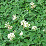 white clover green manure