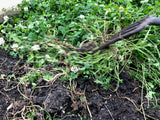 digging in white clover green manure