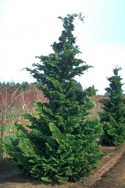 Fernspray Hinoki Cypress – new life nursery Local