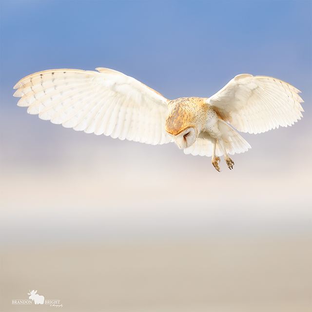 white owl mid flight by Brandon Bright 