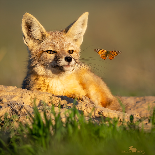 fox watching butterfly with ant on chin by Brandon Bright 
