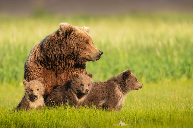 Mother bear and cubs in Alaska by Brandon Bright 