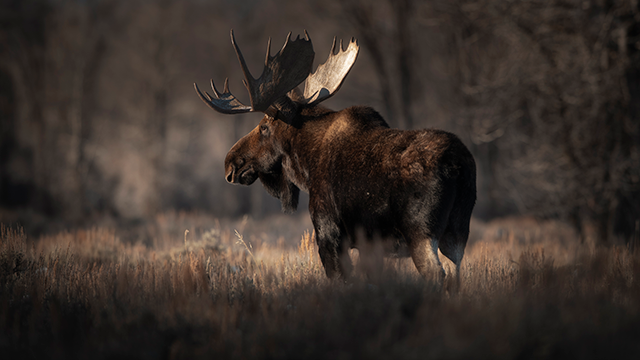 moose in an open field by Brandon Bright 