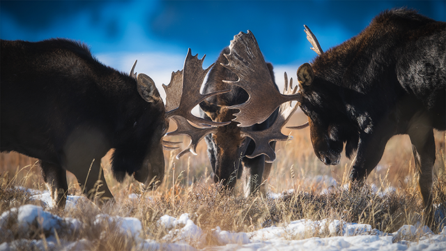 Moose prepared to battle by Brandon Bright 