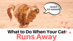 What to do when your cat runs away