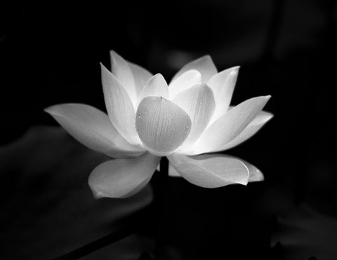 Lotusblume Anokha Hautpflege Bio-Schönheit