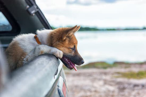 red and white puppy leaning out of a car at a lake
