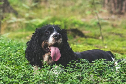 King Charles spaniel laying in a bush with its tongue out