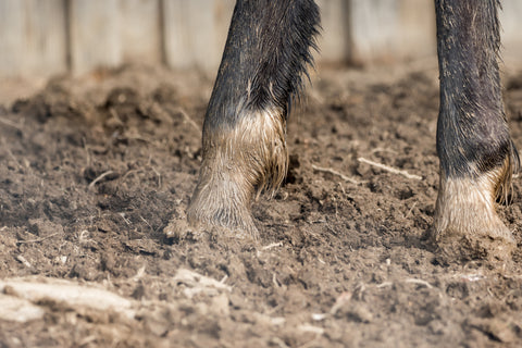 horse spring mud