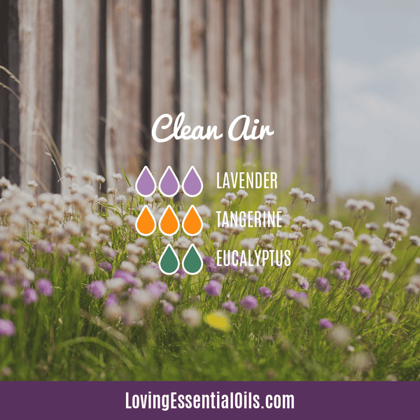 Clean Smelling Essential Oils for Home by Loving Essential Oils | Clean Air with lavender, tangerine, and eucalyptus essential oil