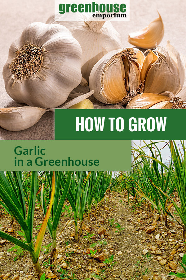 Above are pieces of garlic and below are planted garlic in rows with the text in the middle saying How to grow garlic in a greenhouse