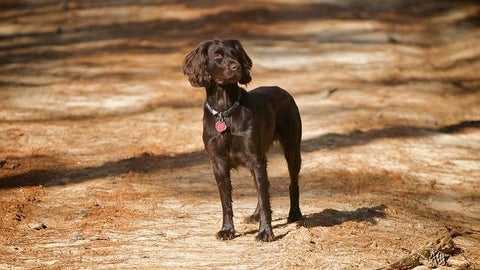 Boykin Spaniel - Fun Facts and Crate Size