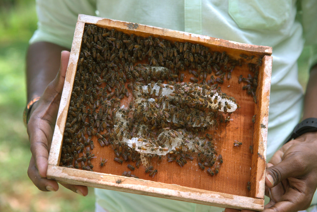 Honey bees: the honey is one of the many wonderful ingredients we source from Kerala India.