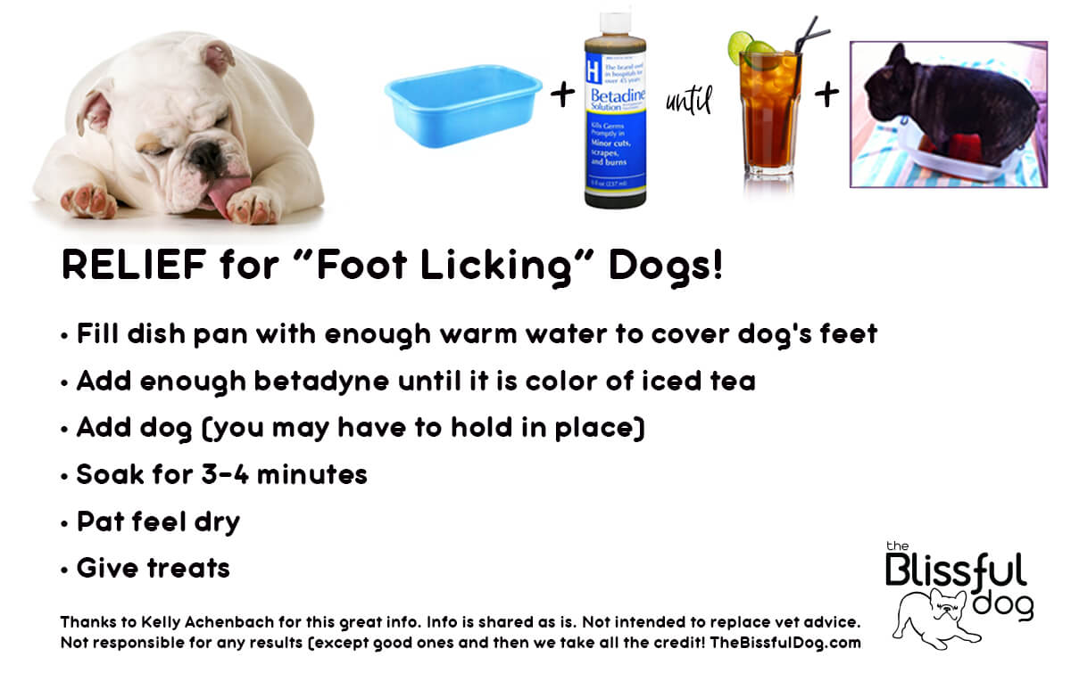 foot licking dog