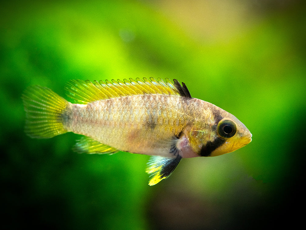 Blue Panda Dwarf Cichlid (Apistogramma panduro/pandurini) - Aquatic Arts