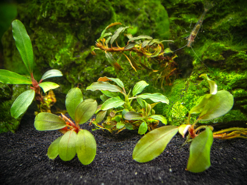 Assorted Buce Plant (Bucephalandra sp.) Aquatic Arts
