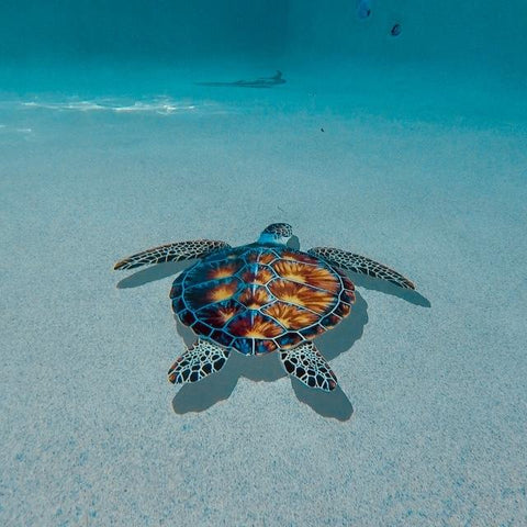 turtle pool mosaics