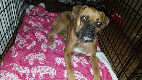 Elephant Parade Throw used in boxer dog crate