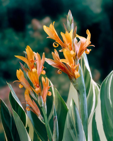 Canna 'Stuttgart' Rhizomes - Buy Online At Farmer Gracy UK