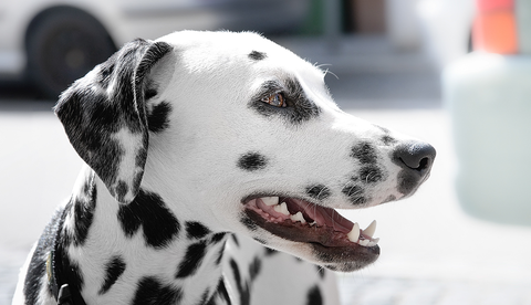 How the Dalmatian Became a Firefighter’s Best Friend