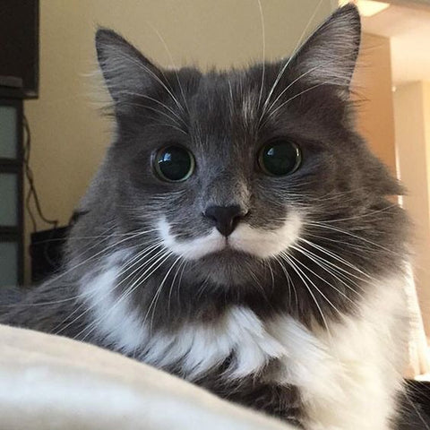 mustache-cat