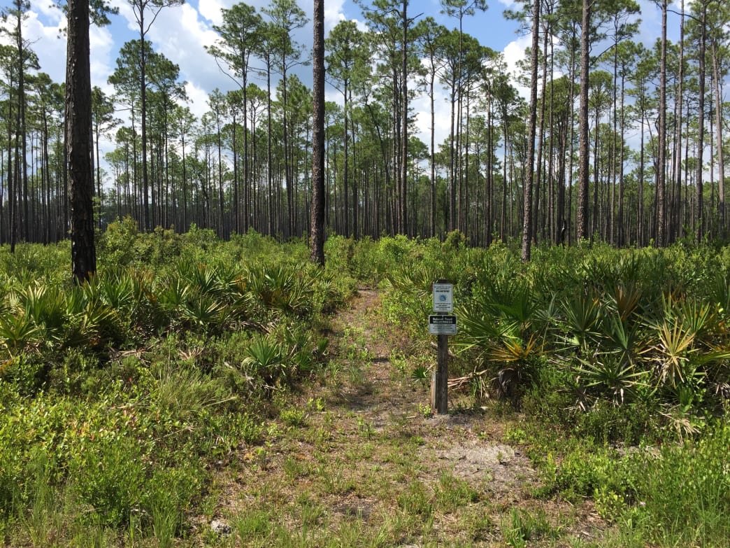 Florida National Scenic Trail